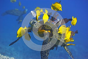 Green Sea Turtle being cleaned