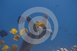 Green Sea Turtle Being Cleaned by Yellow Tangs and Kole Tangs