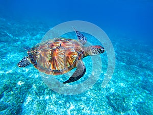 Green sea turtle in sea. Big green sea turtle closeup. Wild nature marine species.