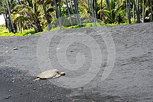 Green sea turtle on a black sand beach, Big Island, Hawaii