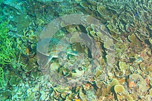 Green sea turtle among blade fire coral or plate fire coral