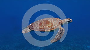 Green sea turtle