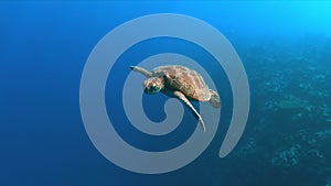 Green Sea turtle in blue water