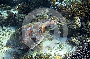 Green sea turtle on sea bottom underwater. Tropical nature of exotic island.
