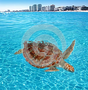 Green sea Turtle Caribbean sea surface Cancun