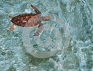 Green Sea Turtle, Cayman Island