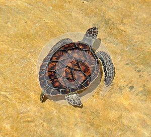 Green Sea Turtle, Cayman Island