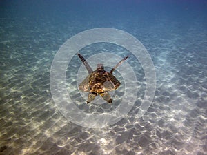 Green sea turtle,Chelonia mydas