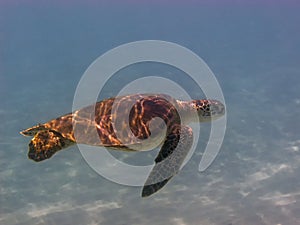 Green sea turtle,Chelonia mydas