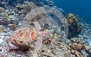 Green sea turtle,Chelonia mydas