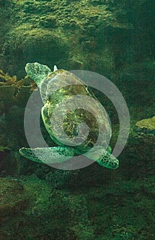 Green Sea Turtle Chelonia mydas