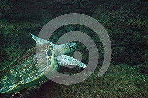 Green Sea Turtle Chelonia mydas