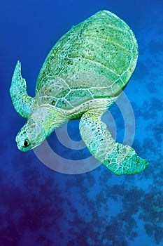 Green sea turtle (Chelonia mydas)