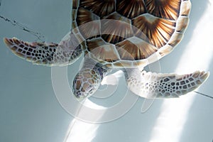 green sea turtle (chelonia mydas