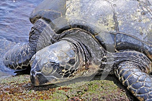 Green Sea Turtle (Chelonia Mydas)