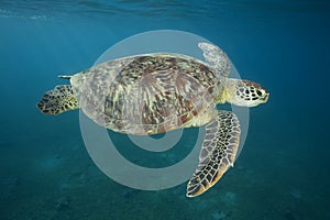 GREEN SEA TURTLE/ chelonia mydas