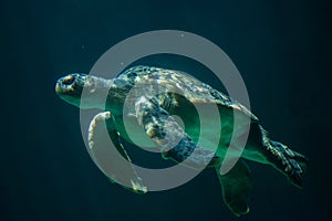 Green sea turtle Chelonia mydas