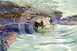 Green sea turtle Chelonia mydas