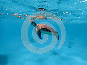 Green sea turtle Chelonia mydas ascends to the surface to breathe for air