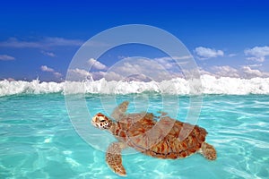 Green sea Turtle Chelonia mydas Caribbean