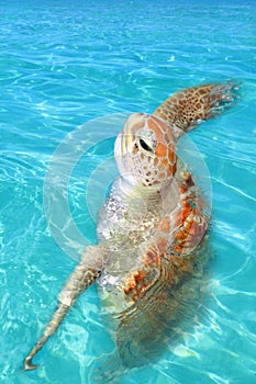 Green sea Turtle Chelonia mydas Caribbean