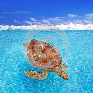 Green sea Turtle Chelonia mydas Caribbean