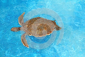 Green sea Turtle Chelonia mydas Caribbean