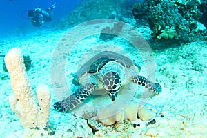 Green sea turtle feeding on corals with diver behind