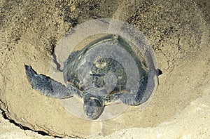 Green Sea Turtle, chelonia mydas, Female covering Eggs with Sand, after Laying, Malaysia