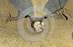 GREEN SEA TURTLE chelonia mydas, FEMALE LAYING EGGS IN NEST ON BEACH, MALAISIA