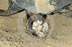 Green Sea Turtle, chelonia mydas, Female Laying Eggs in Nest on Beach, Malaysia