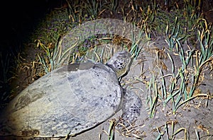 Green sea turtle (chelonia mydas) on a natural beach at night.
