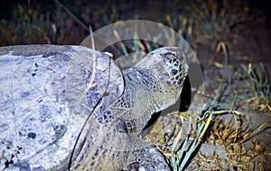 Green sea turtle (chelonia mydas) on a natural beach at night.