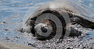 Green sea turtle (Chelonia mydas) on Punalu'u Beach in Hawaii, USA