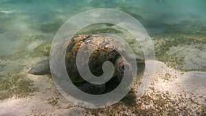 Green sea turtle (Chelonia mydas). Red Sea, Egypt.