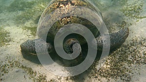 Green sea turtle (Chelonia mydas). Red Sea, Egypt.