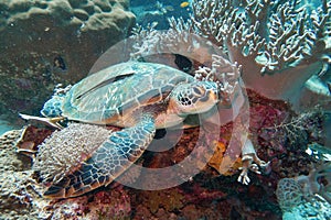 Green sea turtle (Chelonia Mydas) resting on the coral reef