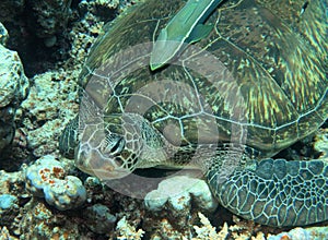 Green sea turtle (Chelonia Mydas) resting on the coral reef