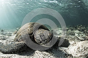 Green sea turtle Chelonia mydas resting on sandy ocean floor