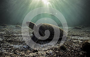 Green sea turtle Chelonia mydas resting on sandy ocean floor