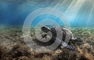 Green sea turtle Chelonia mydas resting in sea grass underwater