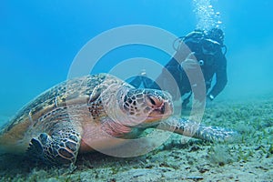 Green sea turtle  Chelonia Mydas and scuba diver with underwater camera on the background