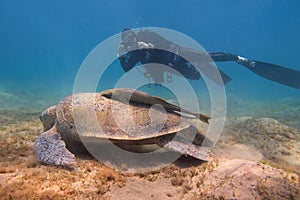 Green sea turtle  Chelonia Mydas and scuba diver with underwater camera on the background