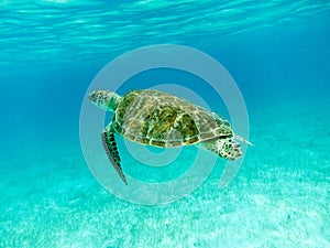 Green Sea Turtle (Chelonia mydas) Swimming.