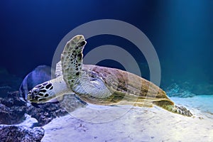 Green sea turtle Chelonia mydas swimming in aquarium blue water.