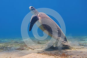 Green sea turtle  Chelonia Mydas swimming in the blue sea water