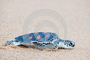 The green sea turtle Chelonia Mydas walking on the beach