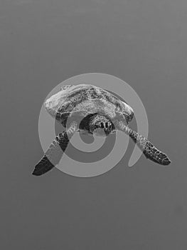 Green sea turtle, Chelonia mynas. Bonaire. Caribbean Diving holiday