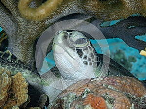 Green sea turtle, Chelonia mynas. Bonaire. Caribbean Diving holiday