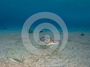 Green sea turtle, Chelonia mynas. Bonaire, Caribbean Netherlands. Diving holiday